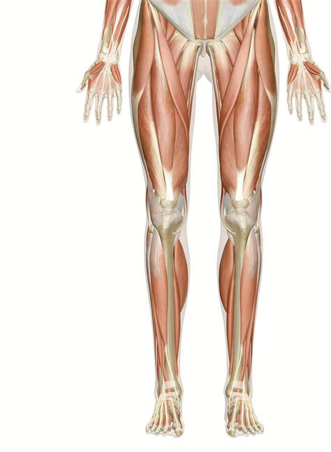 muscles   leg  foot  anatomy model