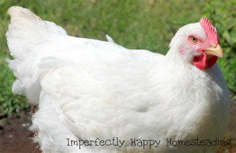 Free Range Cornish Cross Chickens You Can Raise Them On Pasture