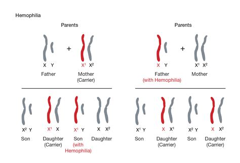 Heredity And Chromosomes – Lifespan Development