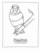 Coloring Songbird Bird Pages Finch Hawfinch Wildlife Echo Wonderweirded Finches Designlooter 3kb 792px Visit Teacher Resources sketch template