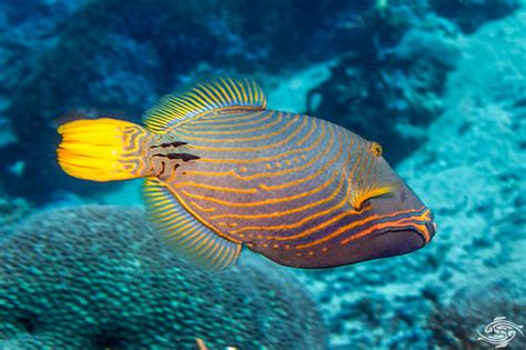 orangelined triggerfish facts  photographs seaunseen