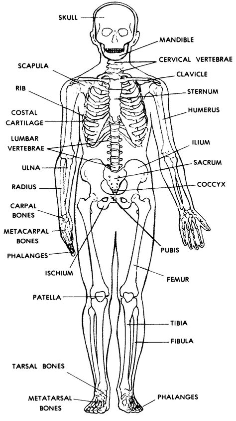 human skeletal system labeled