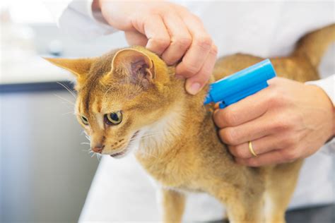 reasons    cat  dog microchipped petsecure