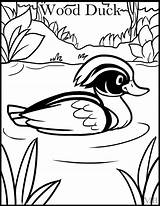 Duck Wood Getdrawings Coloring sketch template