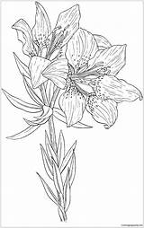 Orange Pages Lilium Wild Red Coloring Flower Lily sketch template