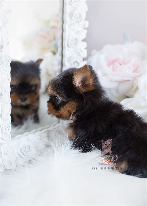 Teacup Pomeranian Puppies For Sale In Miami Ft