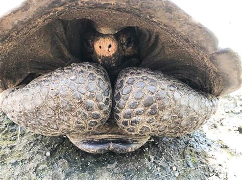 rare giant tortoise     galapagos    time   sciencealert