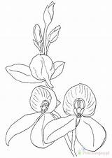 Storczyki Kolorowanki Orchidee Flower Kategorien ähnliche sketch template