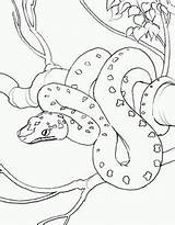 Mamba Designlooter Snakes sketch template