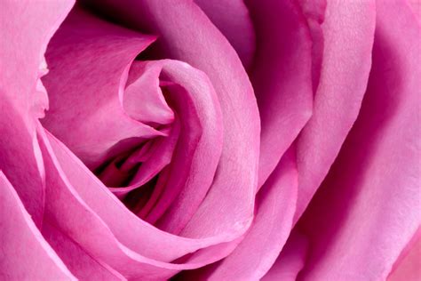 Colore Rosa Significato In Cromoterapia E Proprietà Naturopataonline