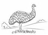 Emu Coloring Pages Cute sketch template