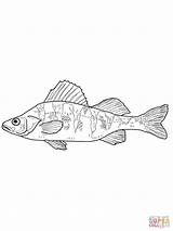 Perch Fish Flussbarsch Perches Ausmalbild Coloringbay Supercoloring sketch template