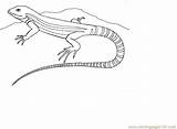 Lizard Coloring Pages Printable Reptile Color sketch template