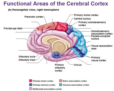 functional areas   cerebral cortex