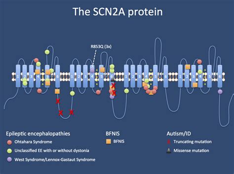 scna          ion channel