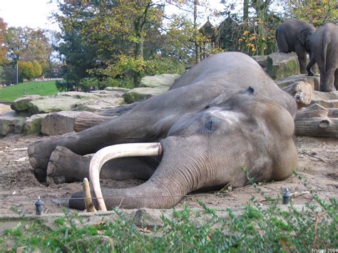 Fil Sleeping Asian Elephant  Wikipedia