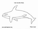 Coloring Killer Whale Orca Template Pages Realalistic Exploringnature sketch template