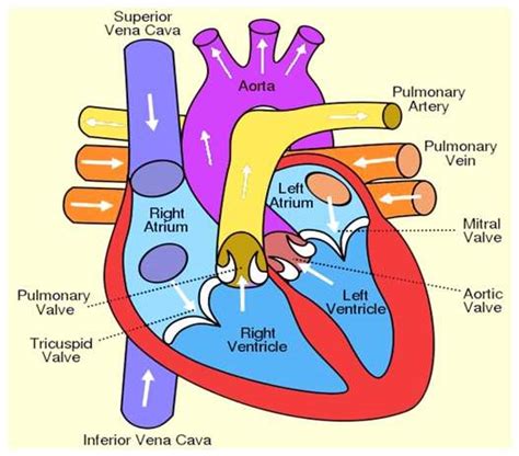 view simplified human heart diagram gif mbahnediagram