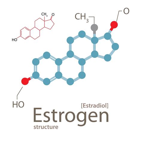 role  estrogen  mens health