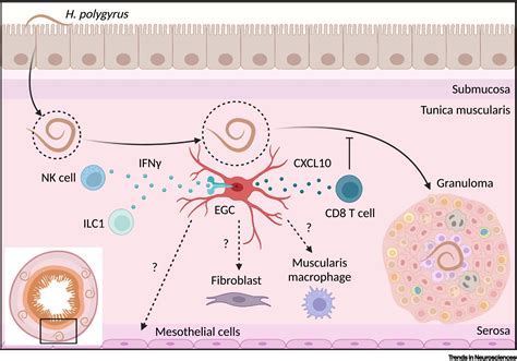 Enteric Glial Cells Mediate Gut Immunity And Repair Trends In