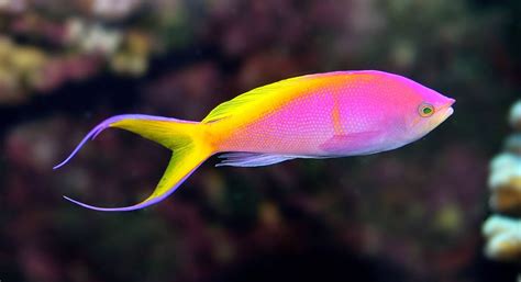 anthias fish mountain rants