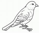 Canary Coloring Pages Colouring Printable Kids Bird Preschool Preschoolcrafts Foto Outline Adult sketch template