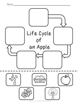apple life cycle printable printable templates