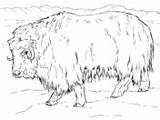 Ox Musk Supercoloring Tundra Arctic sketch template