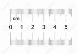 Ruler 50 Centimeters Mm Millimeters Calibration Centimeter Printable Size Actual Vertical Length Measuring Vector Print sketch template