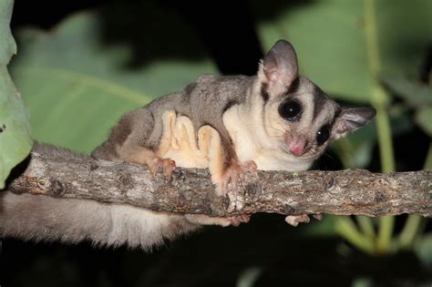 cryptic species  australian sugar gliders discovered biology sci news