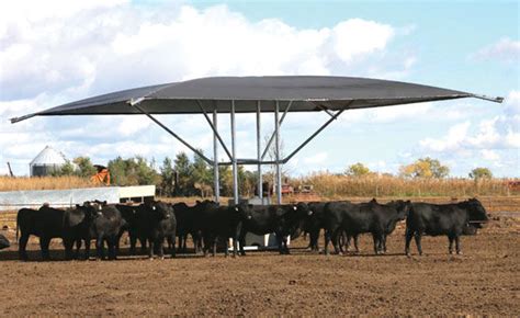 shade systems work   cattle   cool