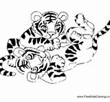 Coloring Tiger Pages Cubs Surfnetkids Top sketch template