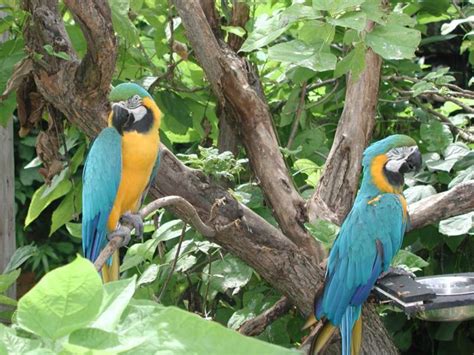 macaw parrot wallpapers fun animals wiki  pictures stories