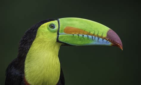 keel billed toucan sex pictures