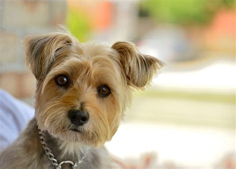 carkie cairn terrier yorkshire terrier mix guide info pictures