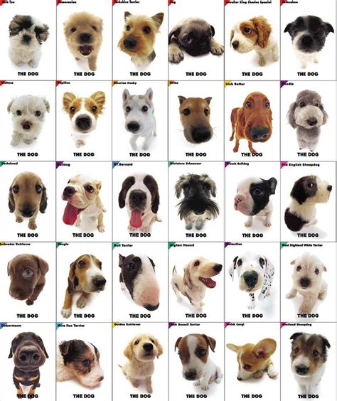 dog breeds  types inbabu