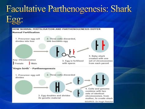 Parthenogenesis