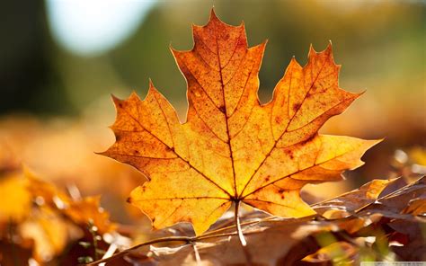 autumn leaf wallpapers top  autumn leaf backgrounds wallpaperaccess