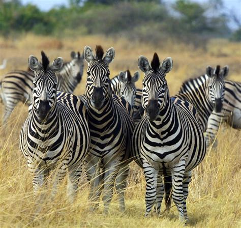 facts   zebras african travel