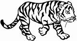 Coloring Pages Tiger Printable Tigers Popular sketch template