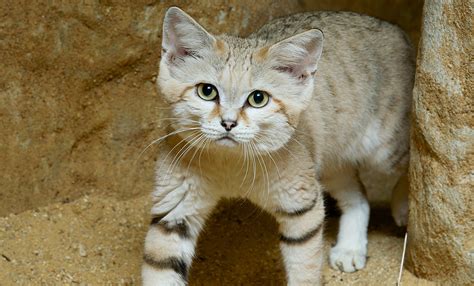 sand cat smithsonians national zoo  conservation biology institute