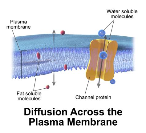passive transport definition  examples biology  dictionary