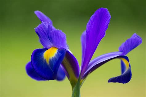 iris  national flower  france