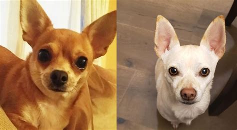 Science Proved You And Your Chihuahua Fall In Love When You Look In