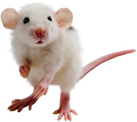 rat rat  mouse