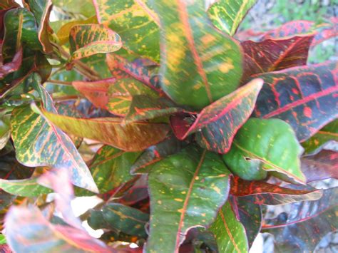 pembelajaran sains tumbuhan melalui internet ciri  warna daun