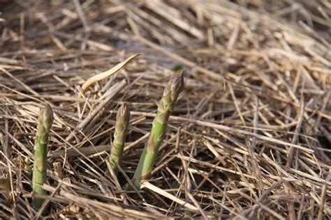 grow asparagus   raised garden bed  traditional life