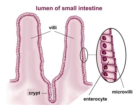 structure   villi   small intestine related   function socratic