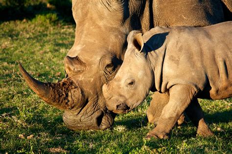 rhinos  left   world readers digest