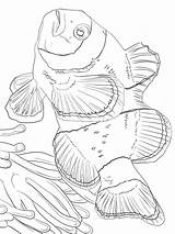 Coloring Clownfish Pages Fish Recommended sketch template
